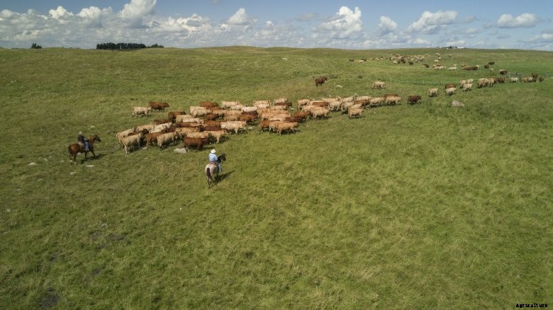 cattle herd on pasture